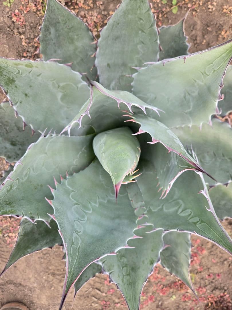 アガベ　パラサナ×マルガリータ　ハイブリッド　親株