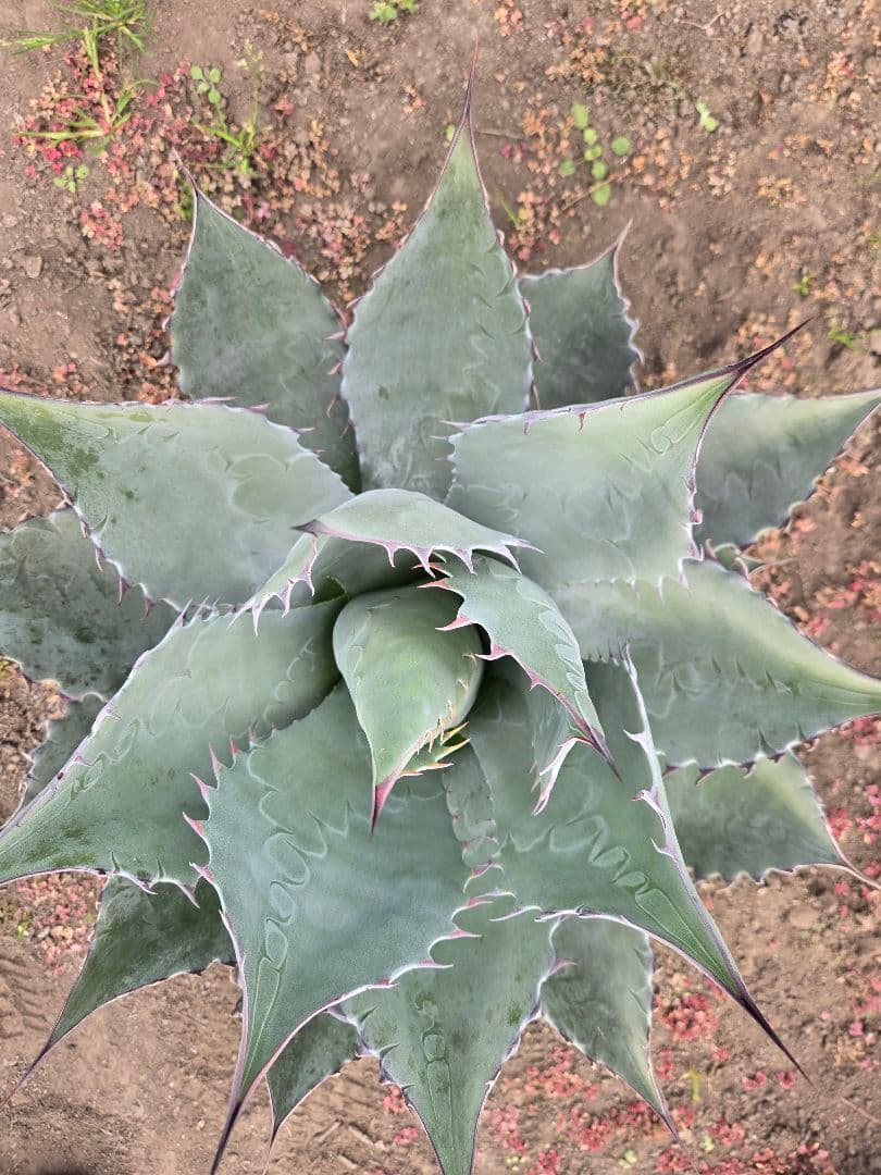 アガベ　パラサナ×マルガリータ　ハイブリッド　親株