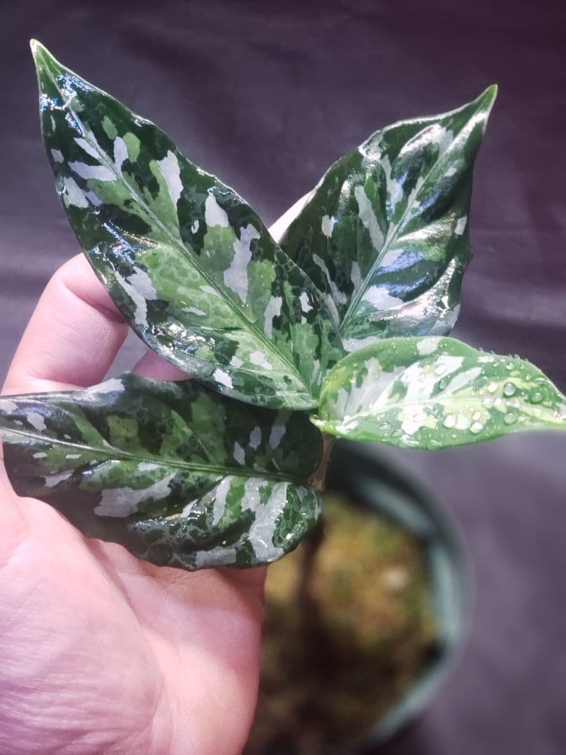 【Weed】Aglaonema pictum