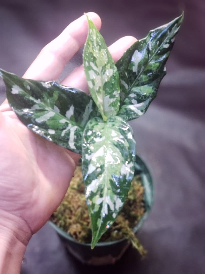 【Weed】Aglaonema pictum