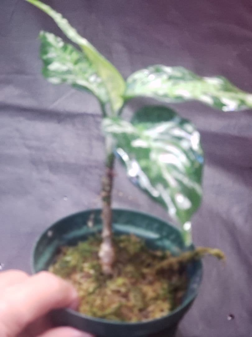 【Weed】Aglaonema pictum