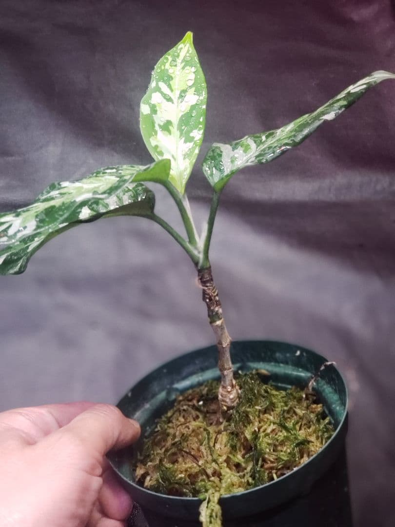 【Weed】Aglaonema pictum