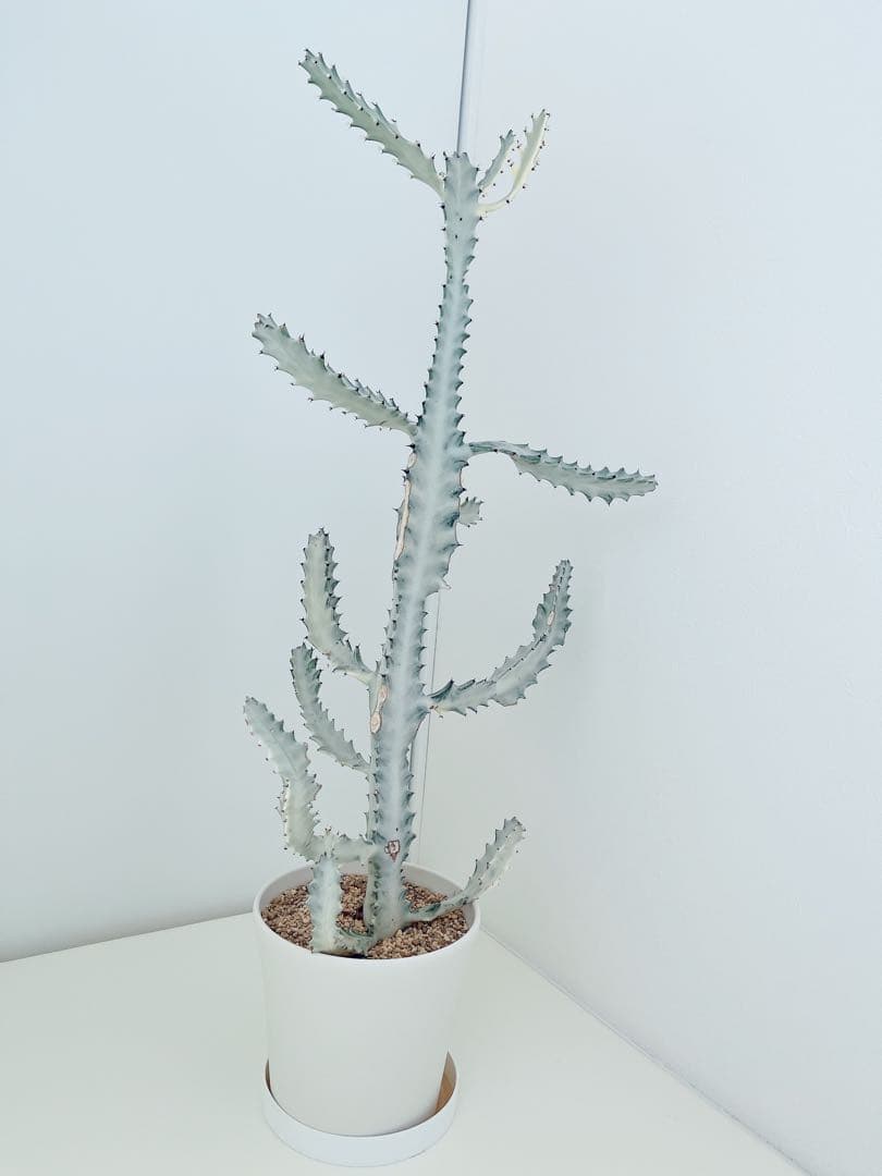 ホワイトゴースト　ユーフォルビア　　インテリアグリーン　サボテン　大型