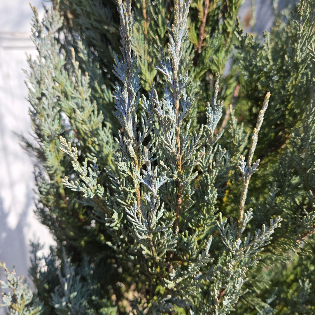 コニファー　ムーングロー　10号　特大苗木最高等級　初売り‼️