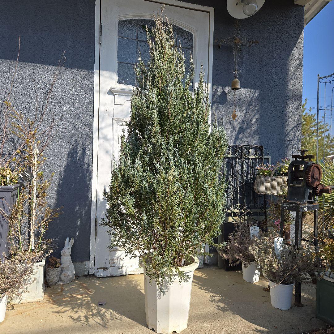 コニファー　ムーングロー　10号　特大苗木最高等級　初売り‼️