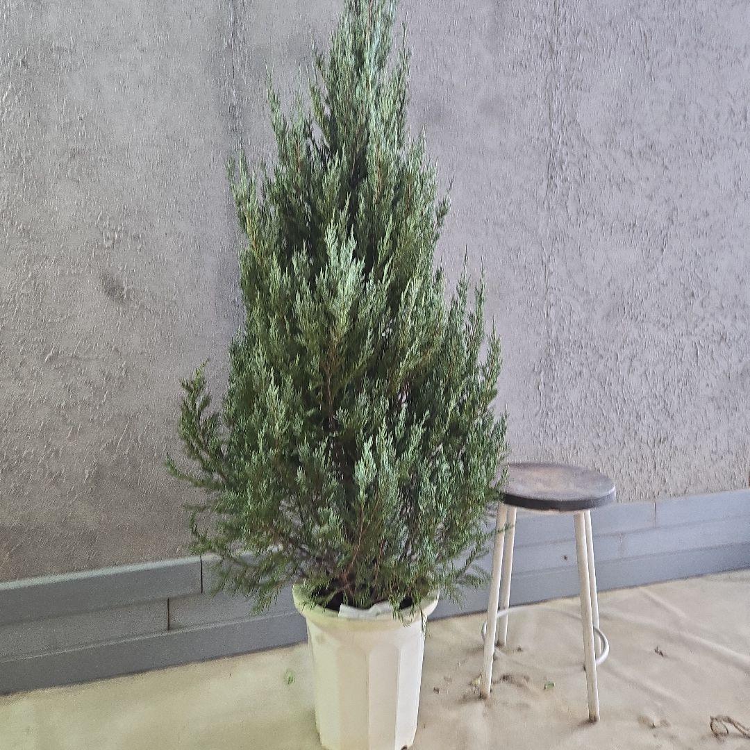 コニファー　ムーングロー　10号　特大苗木最高等級　初売り‼️