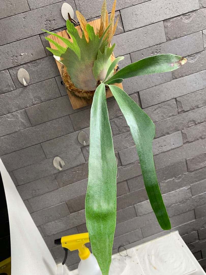 P.lavamoon volcano × yellow moon ビカクシダ
