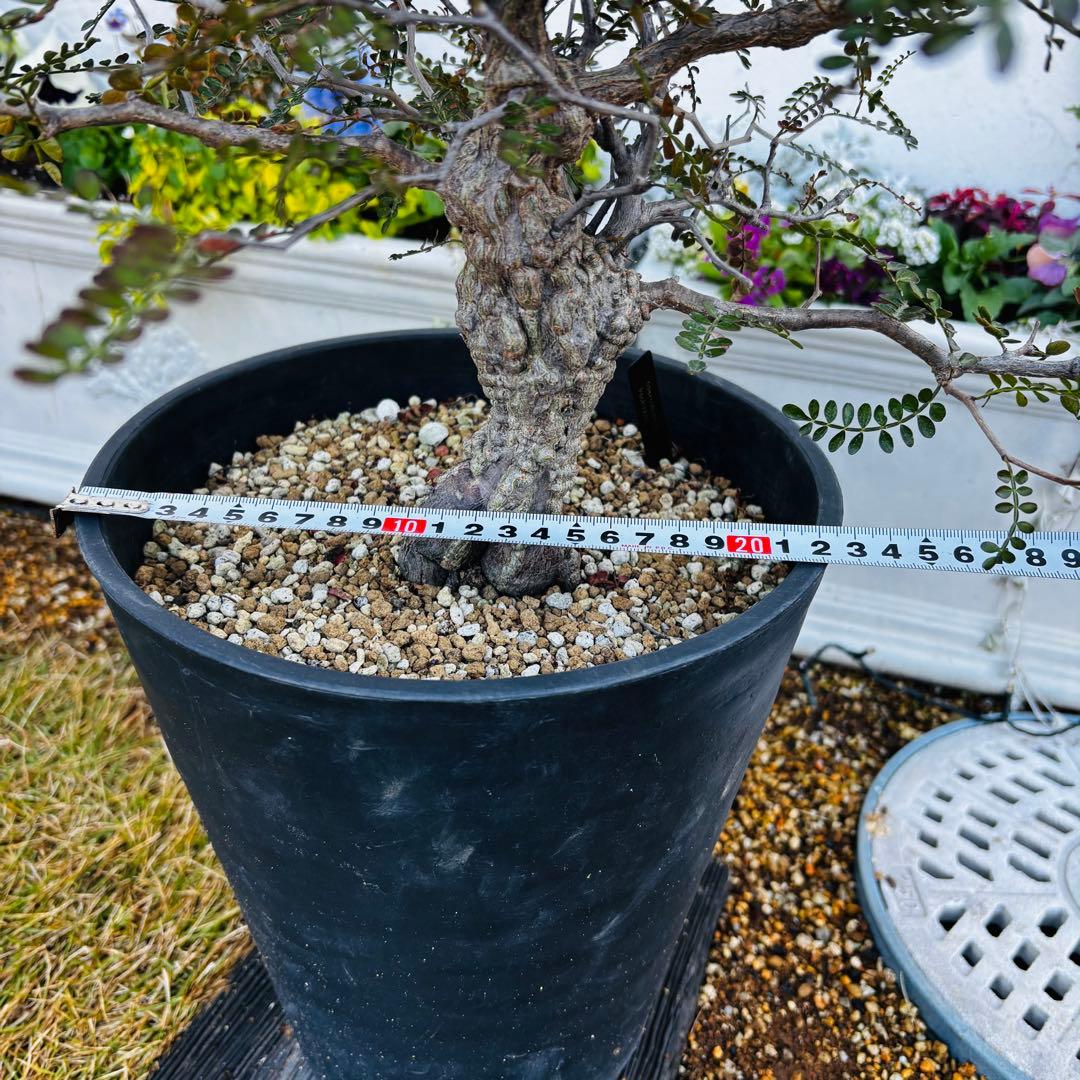 【コレクション株】 大株 実生 オペルクリカリア パキプス 雄株 毎年開花