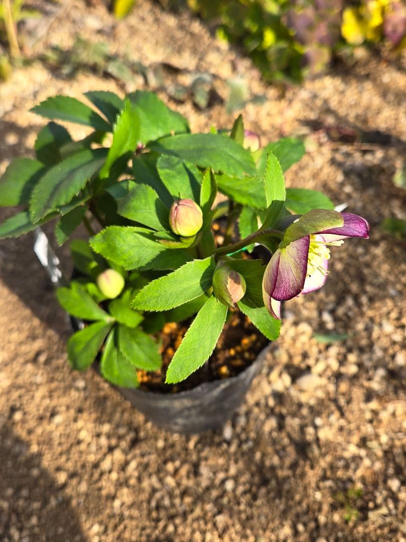 クリスマスローズ　ムルチ系ヒデコートhyb 大木ナーセリー