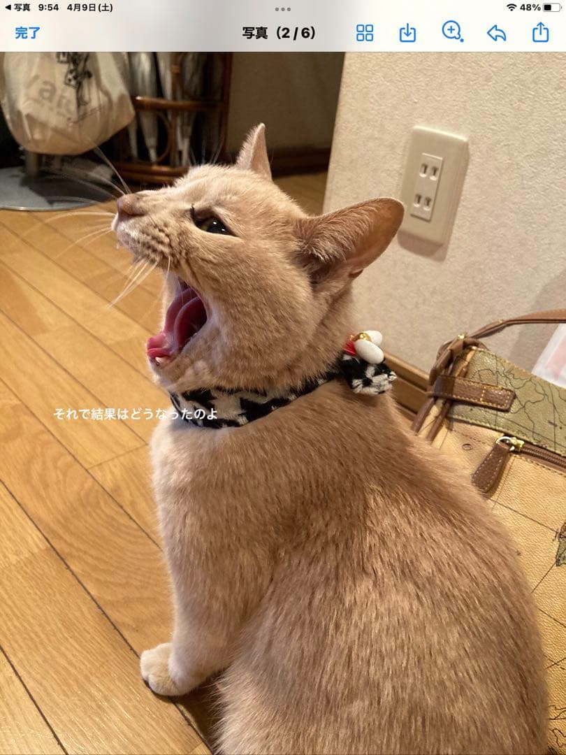 クリスマスリース　スワッグ　Willyoumarryme？