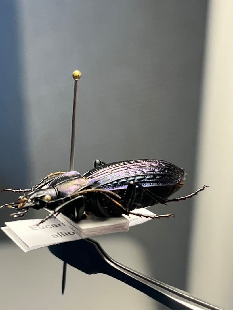 【30mm】Eucarabus ulrichi オサムシ カブリモドキ標本