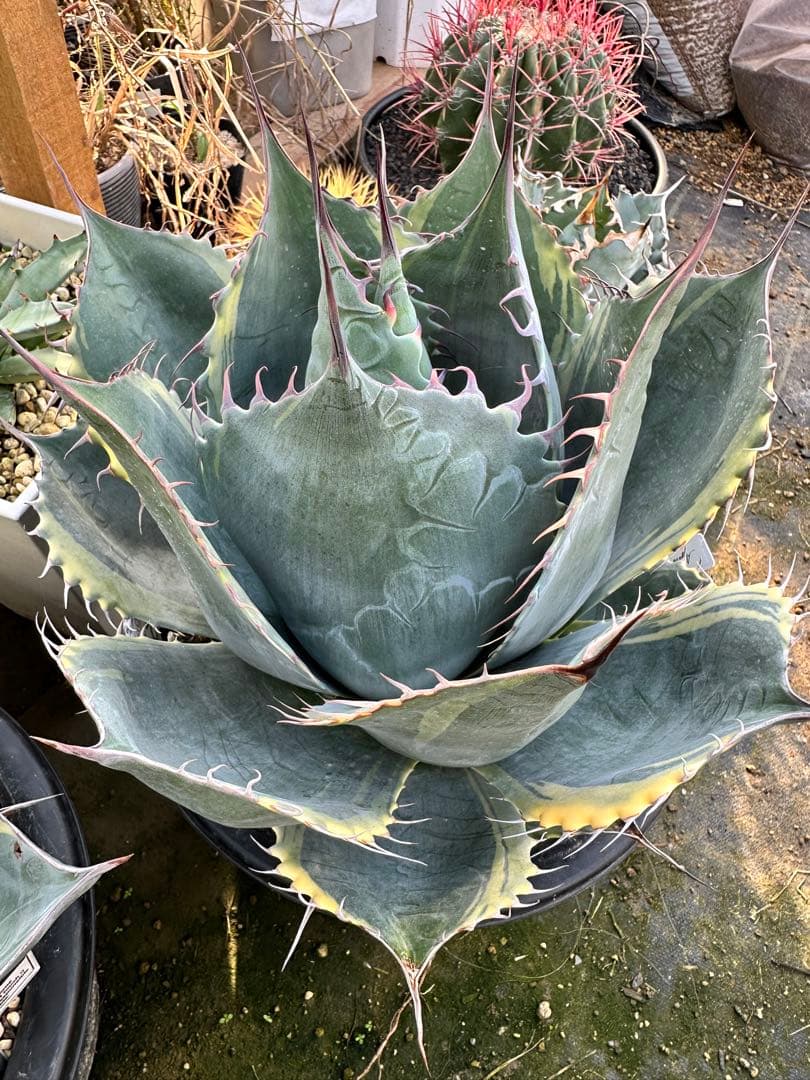 メ*5様 アガベ　ファイヤーボール　パラサナ　錦　中株