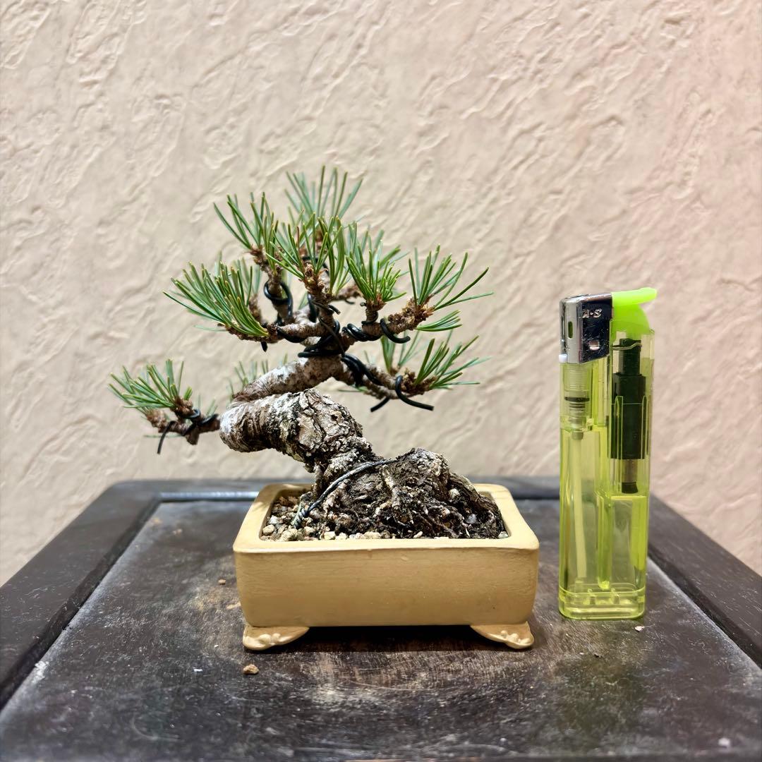 逸品！葉先までわずか9㎝　宮島五葉松　ミニ　小品　盆栽　真柏　黒松　紫陽花　楓