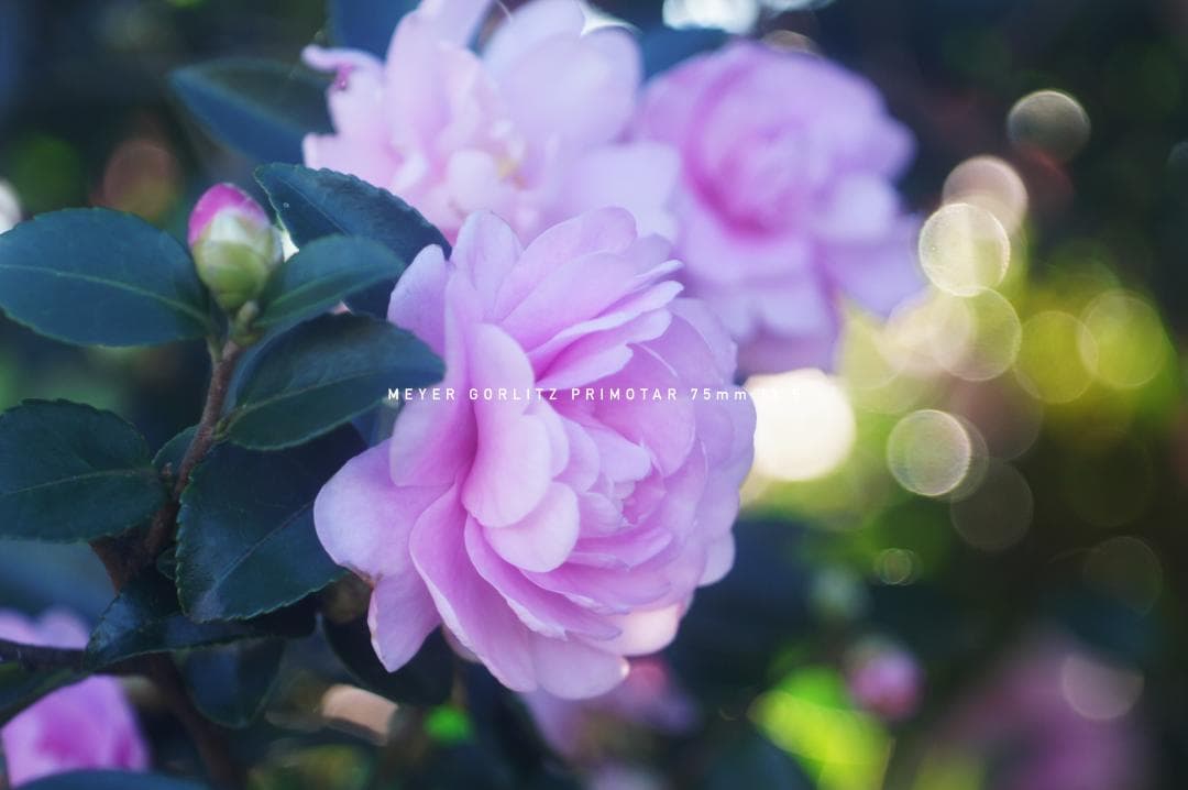 Meyer Gorlitz Primotar F3.5 75mm バブルボケ