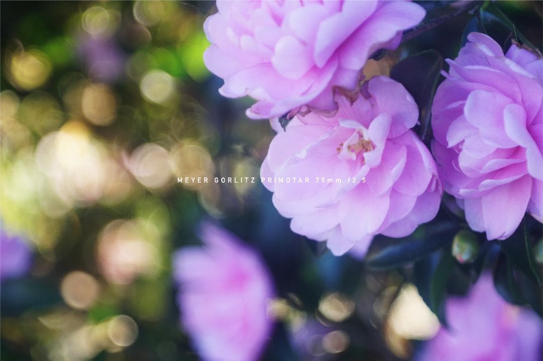 Meyer Gorlitz Primotar F3.5 75mm バブルボケ