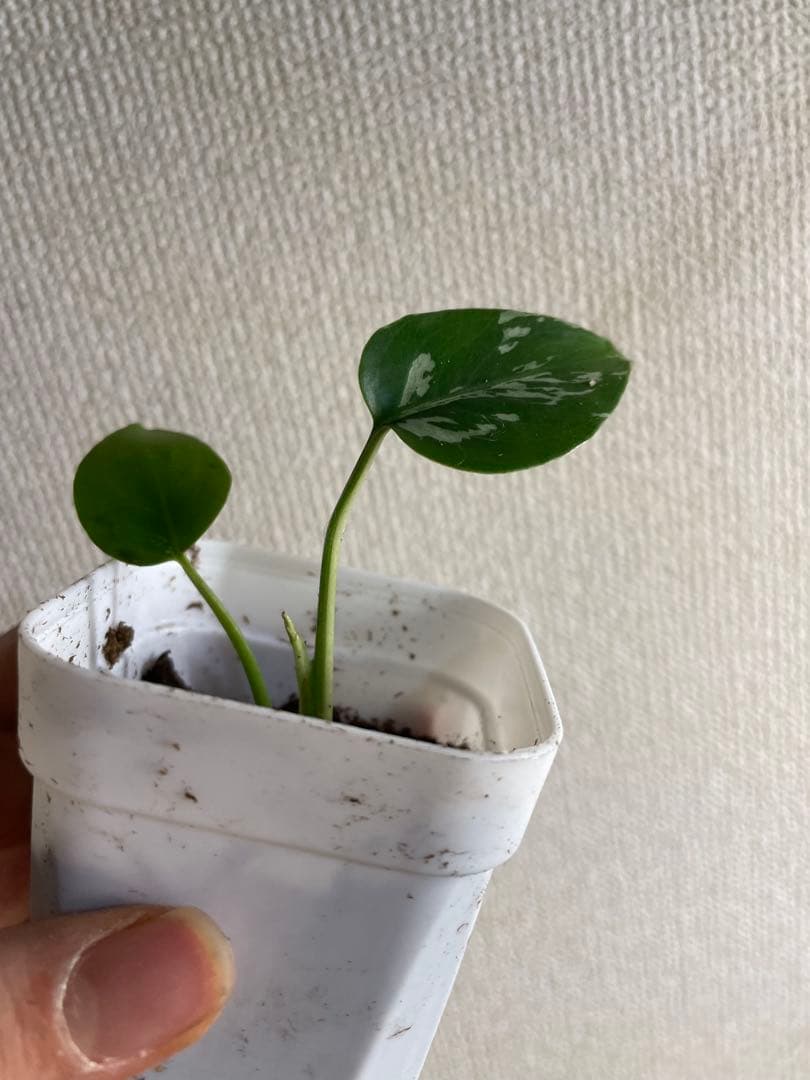 M*e様 モンステラ　デリシオーサ　バルバソー