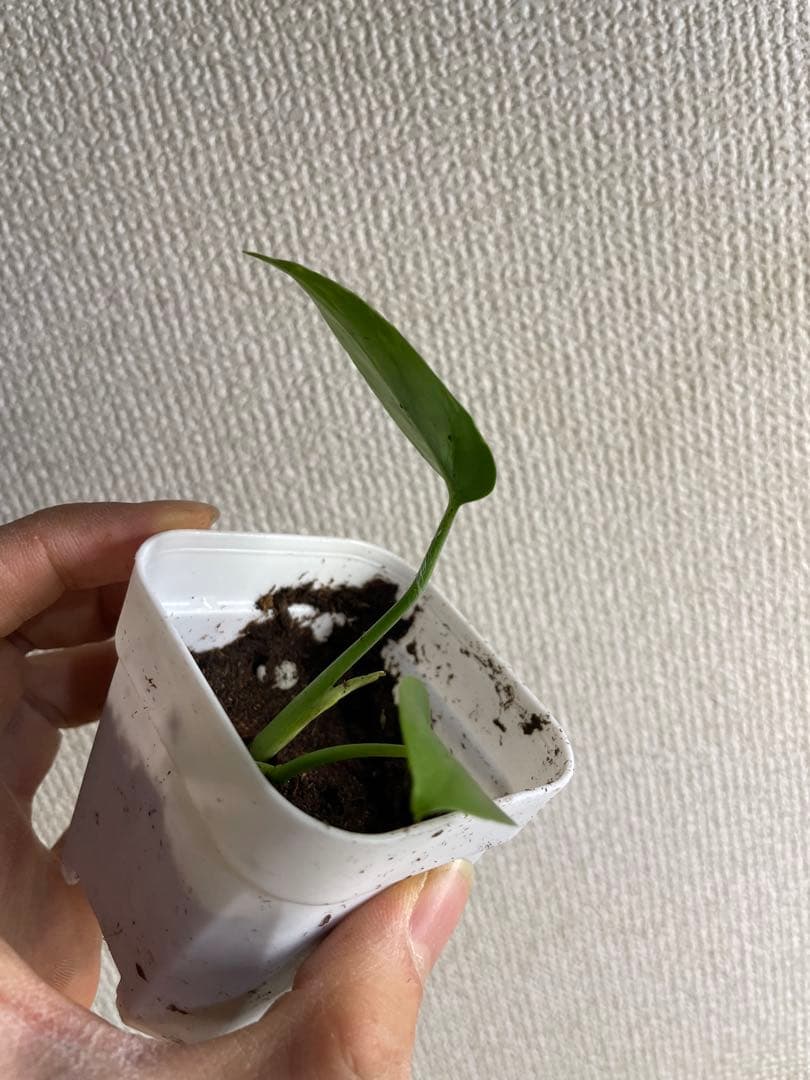 M*e様 モンステラ　デリシオーサ　バルバソー