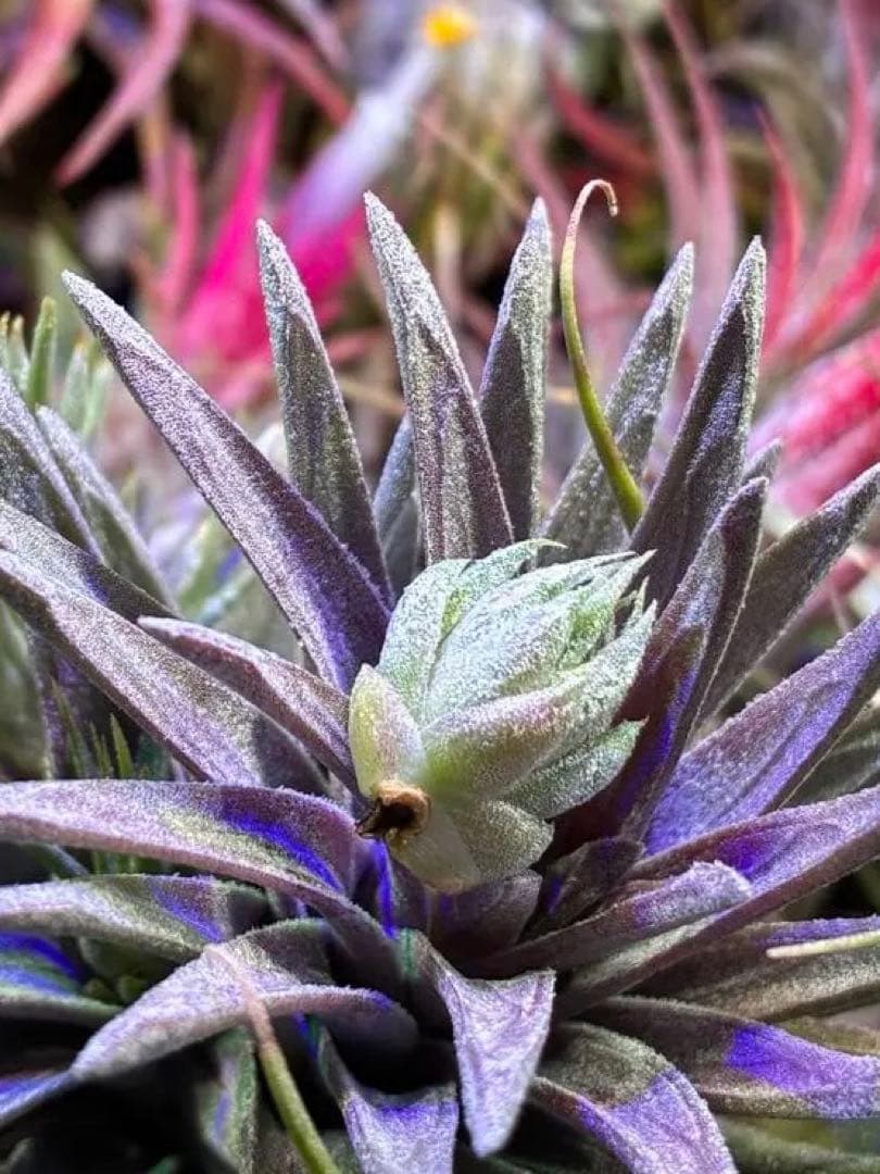 s*r様 Tillandsia ionantha 'Apretado' RFI