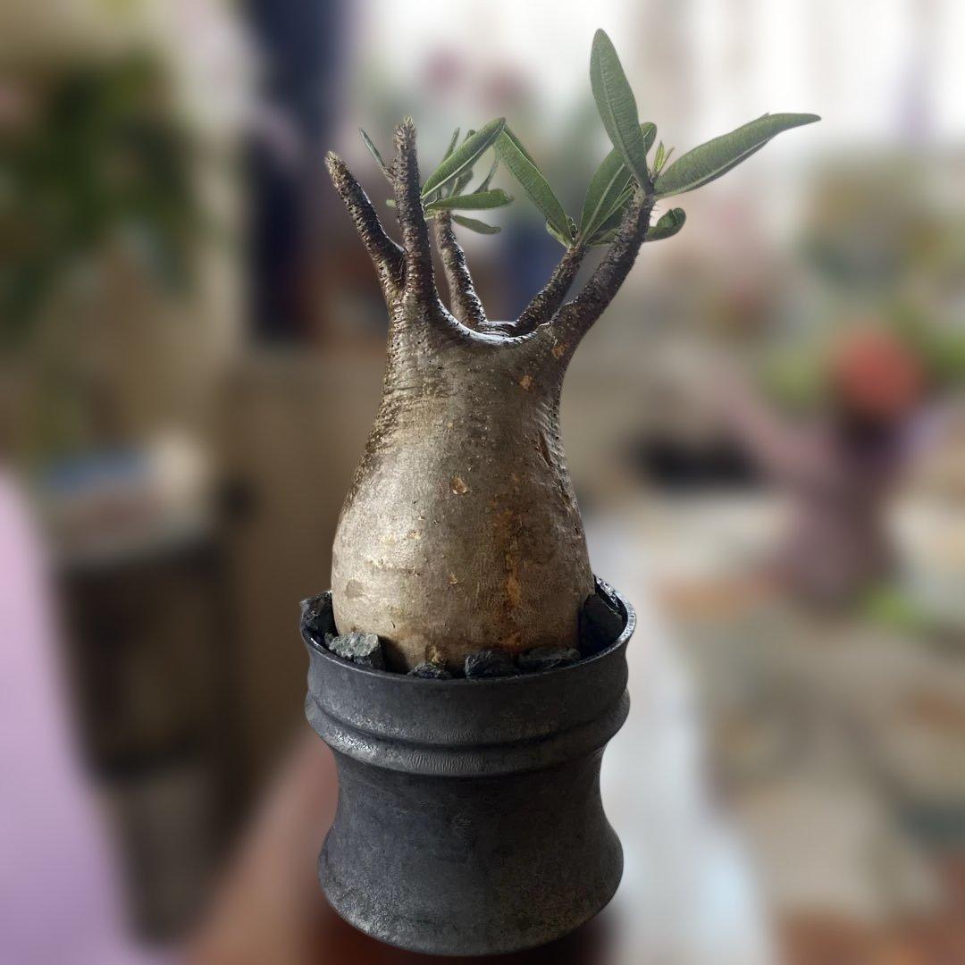 グラキリス大きめ現地球