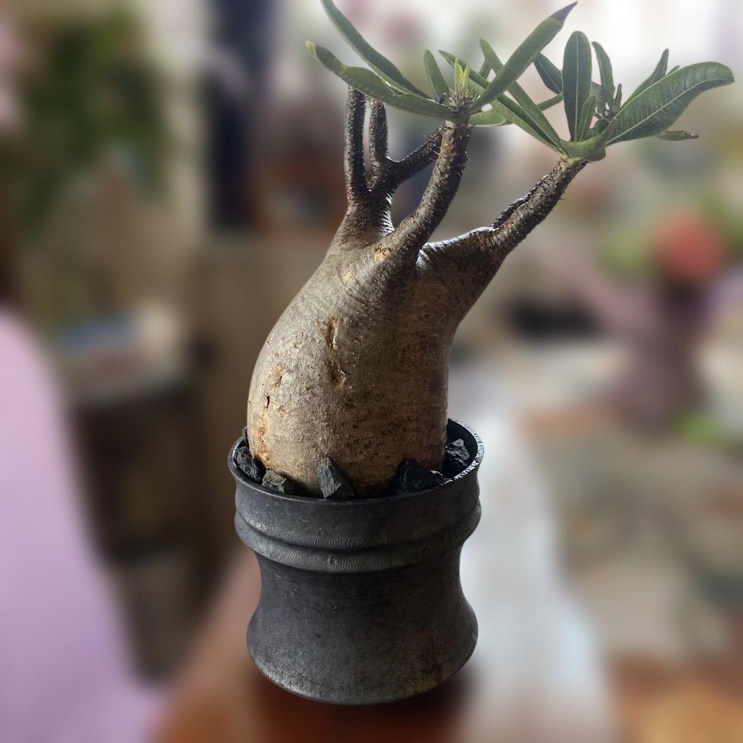 グラキリス大きめ現地球