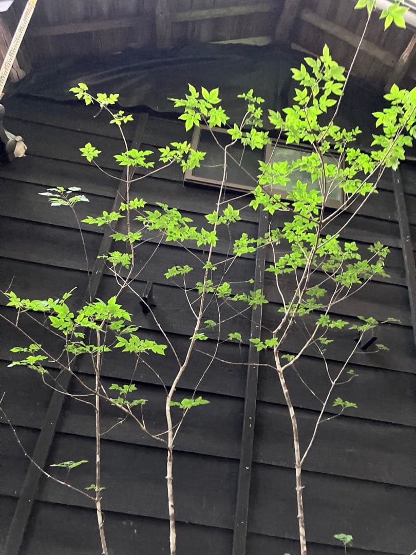 89 山採り　アオダモ