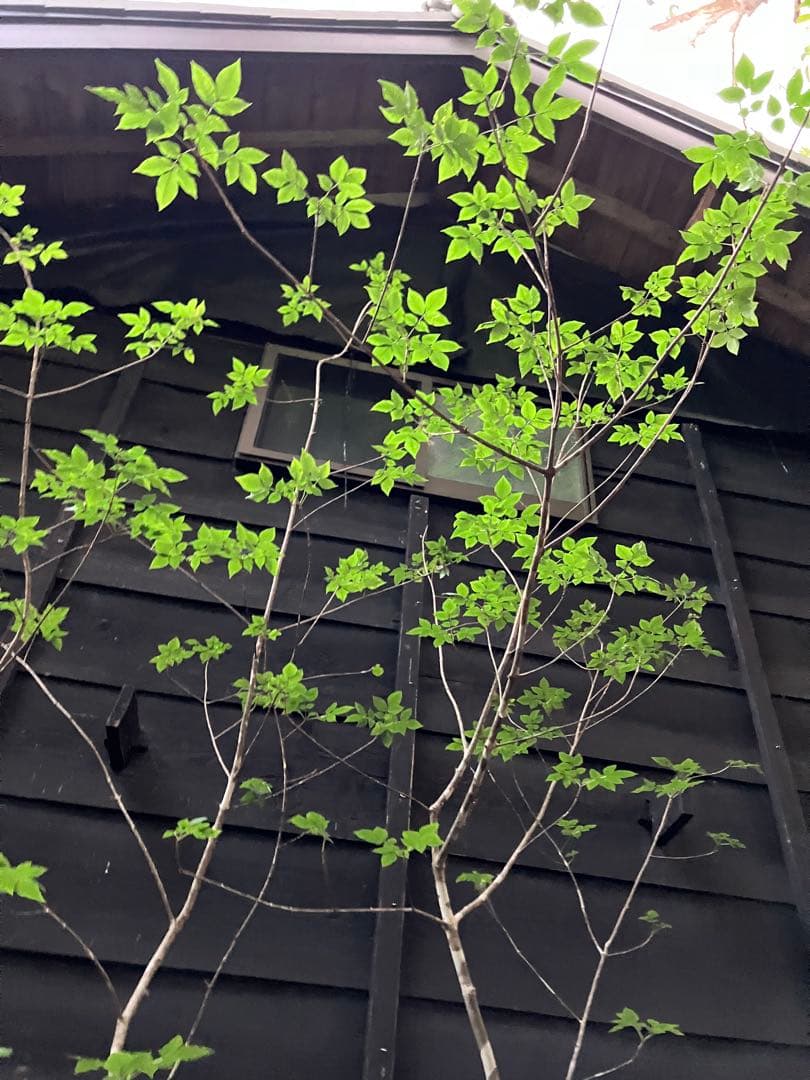 89 山採り　アオダモ