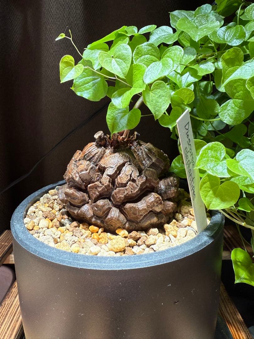 【良型幅約8.5cmバキバキ】ディオスコレアエレファンティペス亀甲竜現品鉢ごと