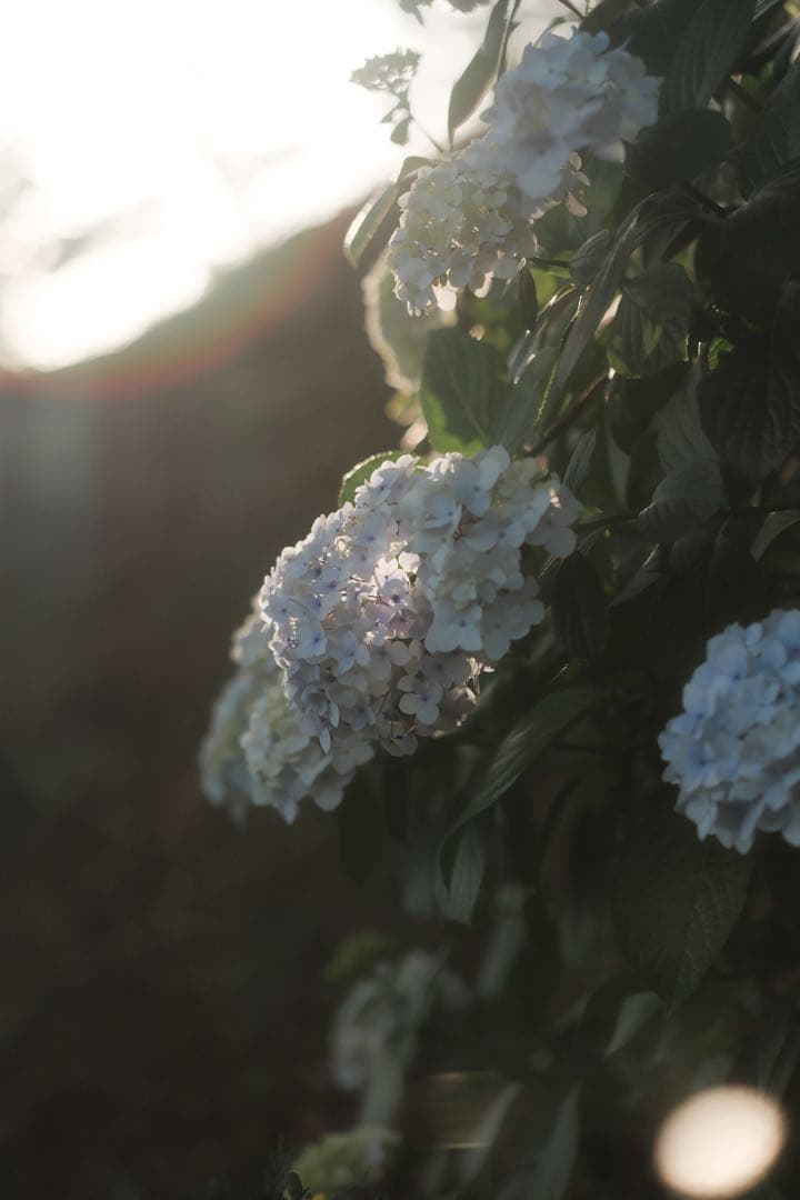 レンズ(単焦点) XF90mm F2 R LM WR