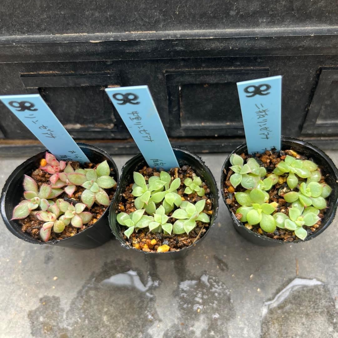 ✿*。様 リンゼアナ❤️セット