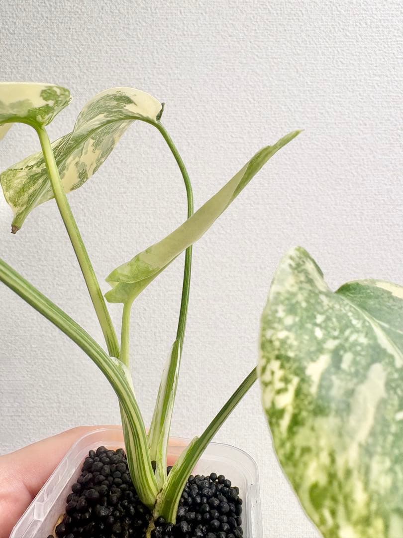 kamekichi1113　モンステラ クリームブリュレ