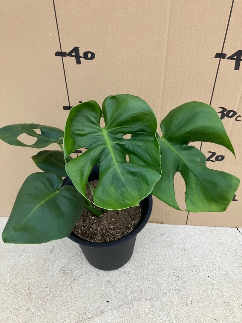 モンステラ　デリシオーサ実生株　斑入り　変異株　2鉢セット