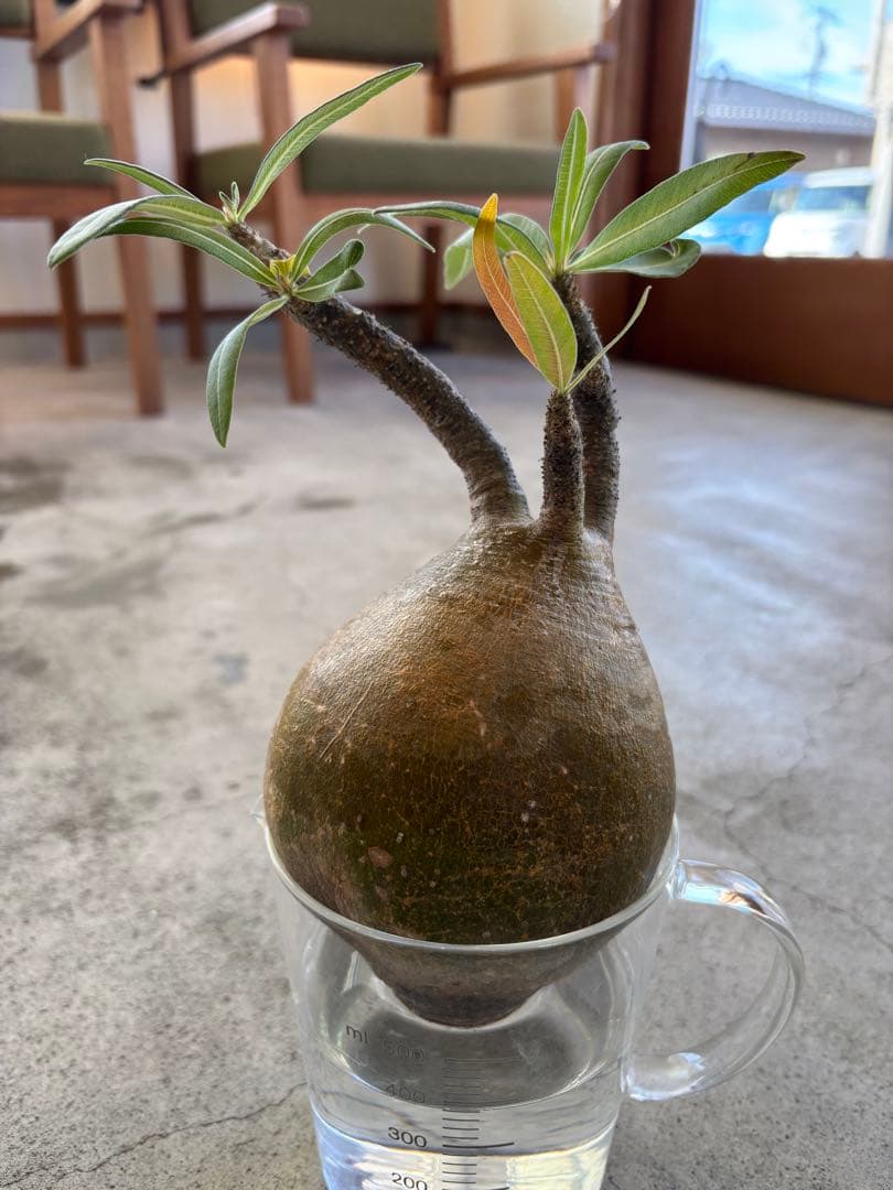 グラキリス　ベアルート