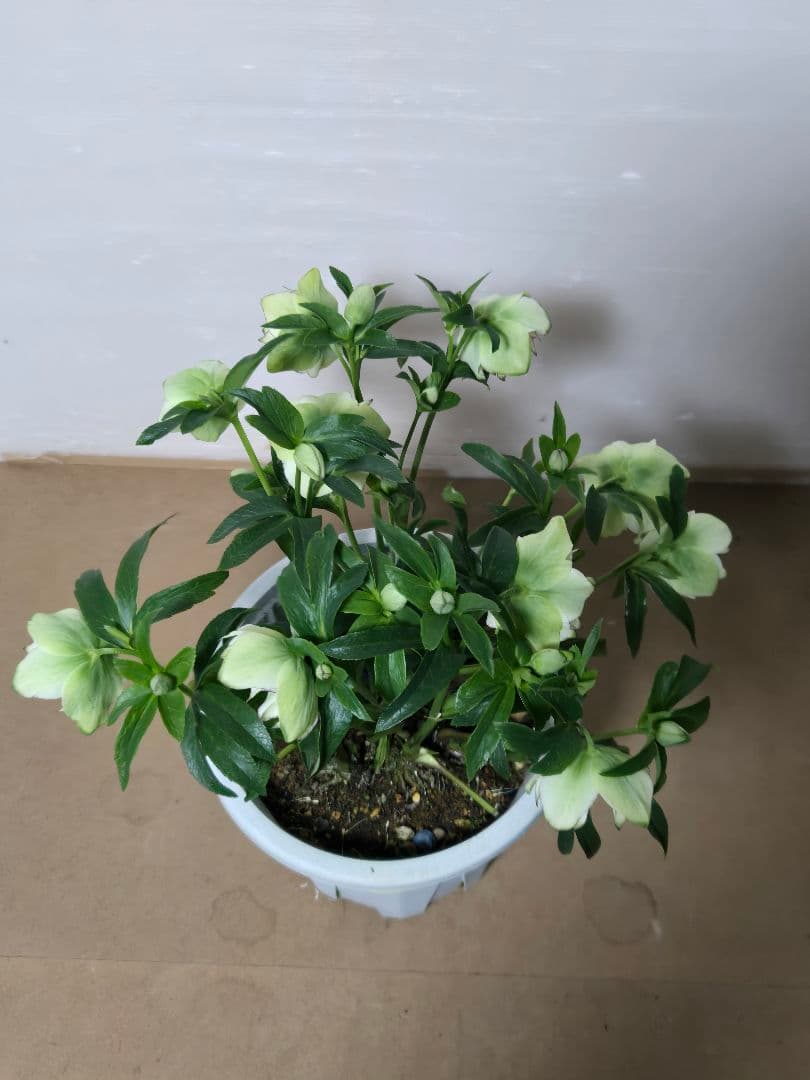 ☆クリスマスローズ☆ホワイトピコ　グリーンリップ☆7号鉢☆