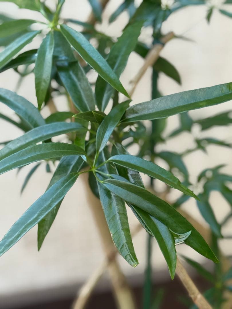 ☆シェフレラ アンガスティフォリア♪ 84cm 曲がりフォルム♪