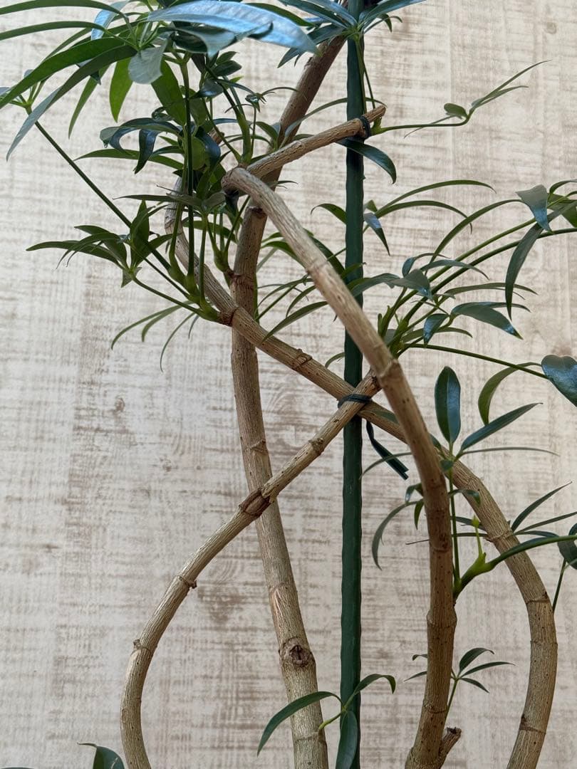 ☆シェフレラ アンガスティフォリア♪ 84cm 曲がりフォルム♪