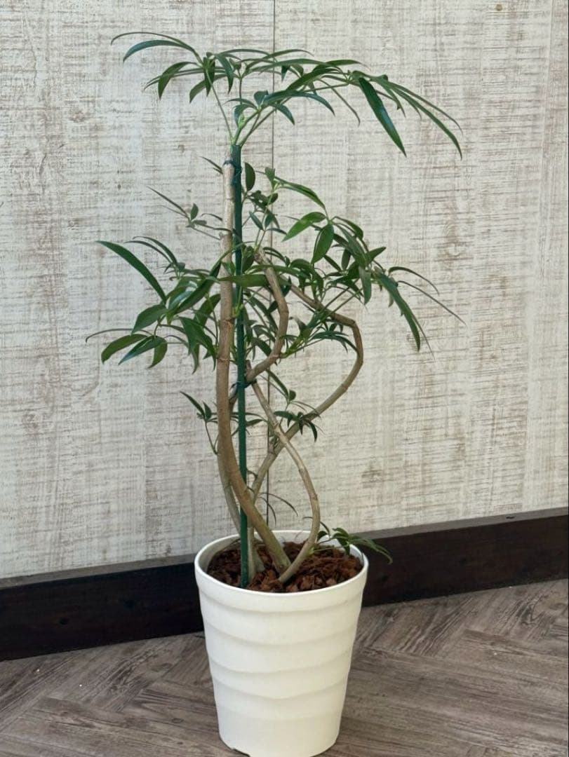 ☆シェフレラ アンガスティフォリア♪ 84cm 曲がりフォルム♪