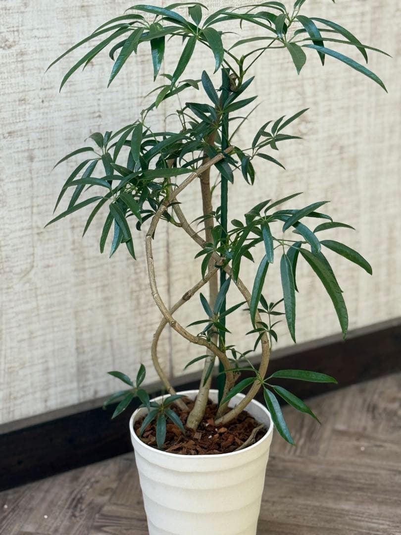 ☆シェフレラ アンガスティフォリア♪ 84cm 曲がりフォルム♪