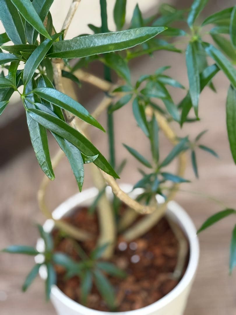 ☆シェフレラ アンガスティフォリア♪ 84cm 曲がりフォルム♪