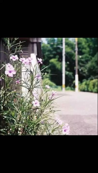 フジカ35EE fujica 試写済 キャップ、フィルターあり