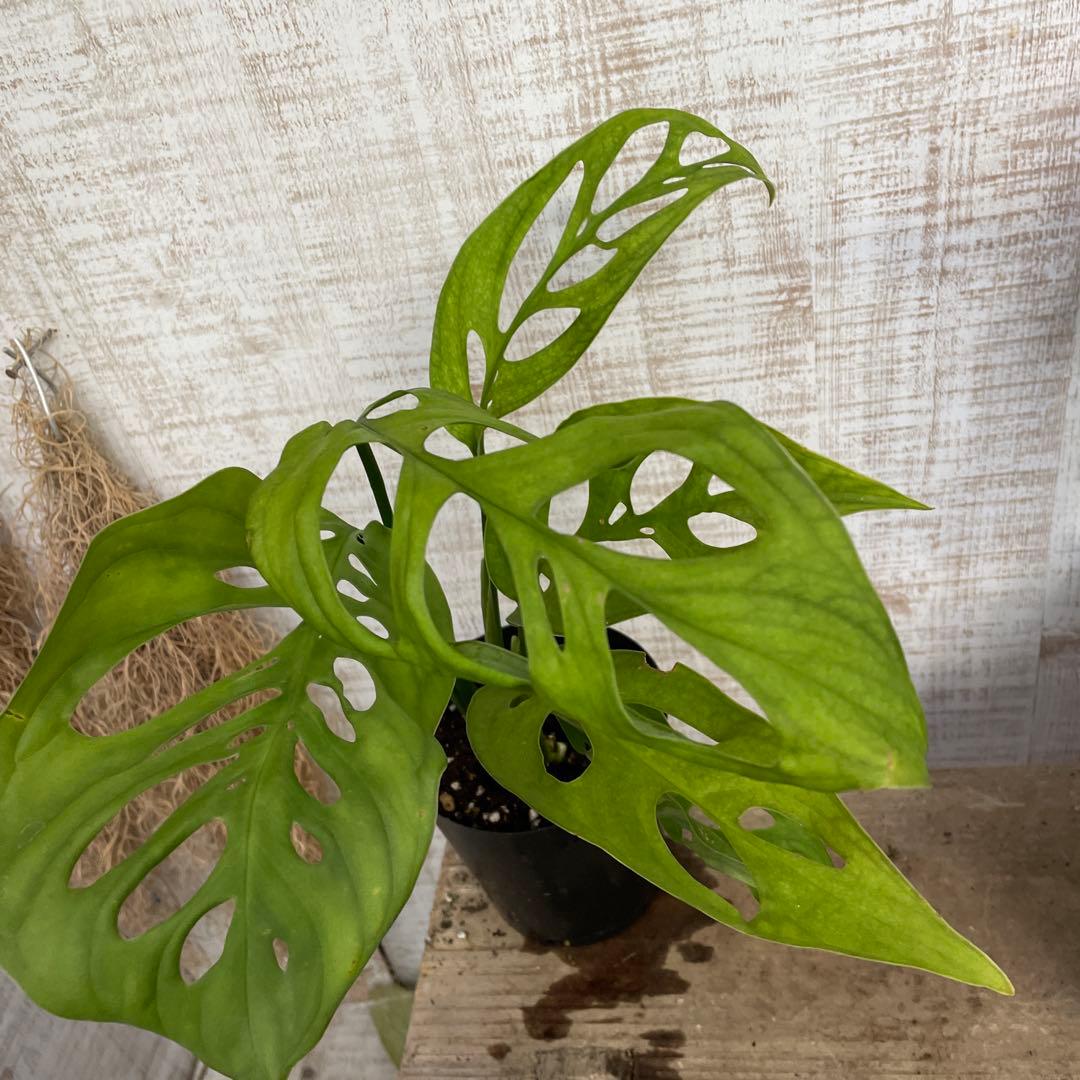 大特価！3鉢価格！レア！モンステラ　エスケレート　苗　苗木　観葉植物