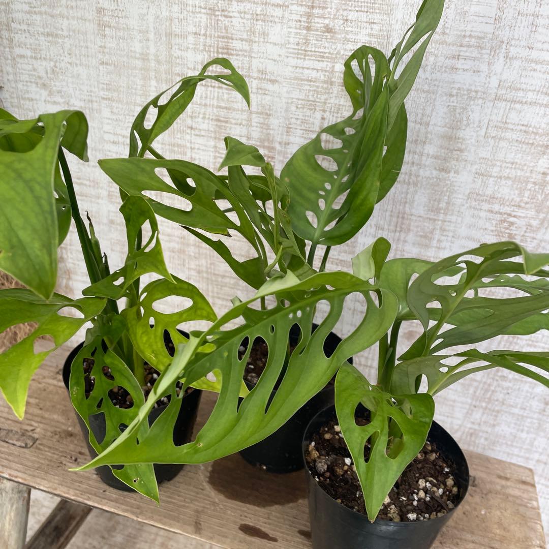 大特価！3鉢価格！レア！モンステラ　エスケレート　苗　苗木　観葉植物