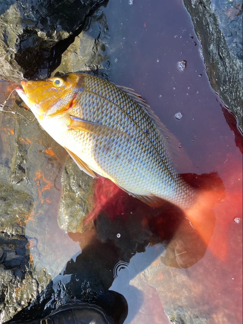 底物がま石Z1くわせMH525