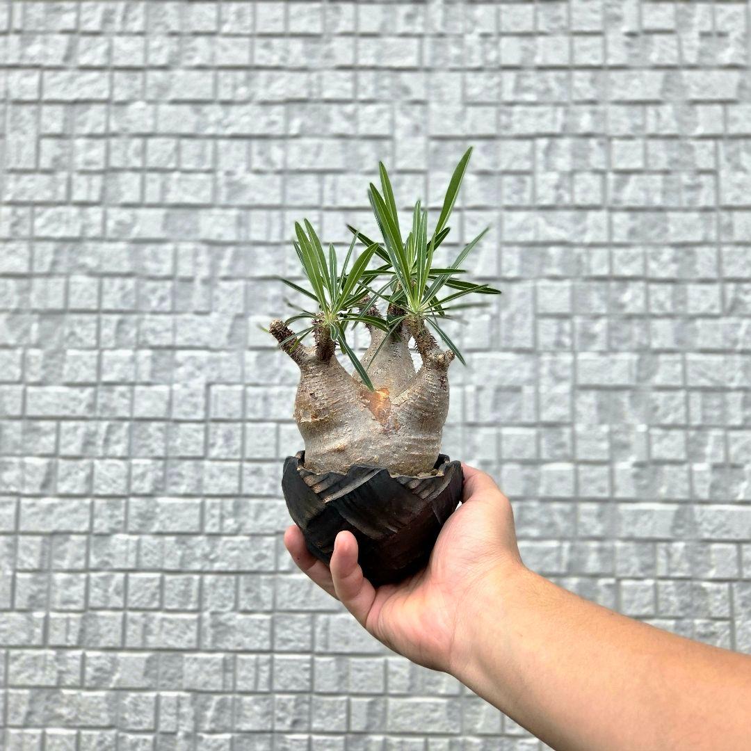 美形3頭 パキポディウム・グラキリス 現地球