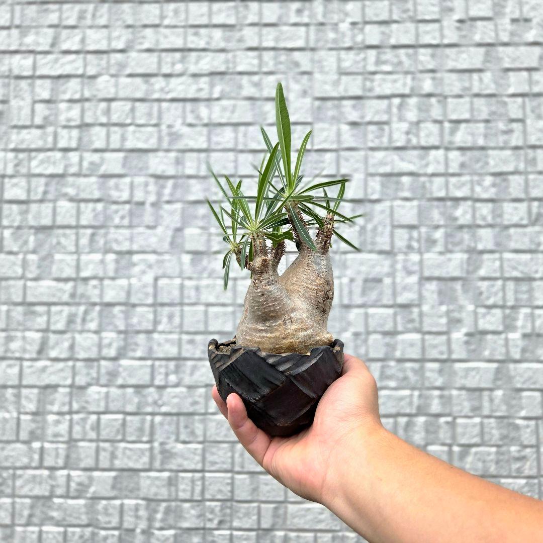 美形3頭 パキポディウム・グラキリス 現地球