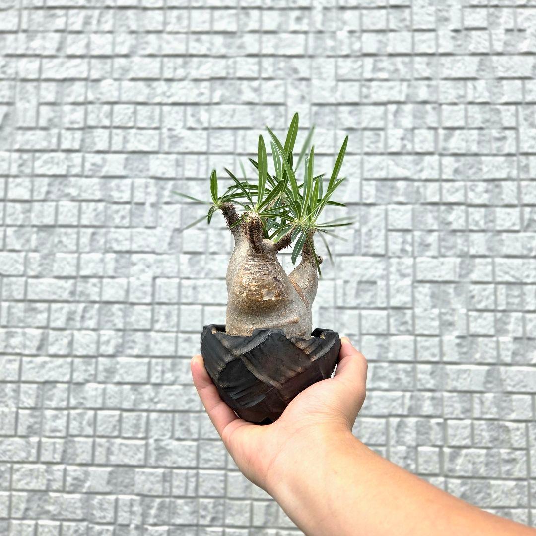 美形3頭 パキポディウム・グラキリス 現地球