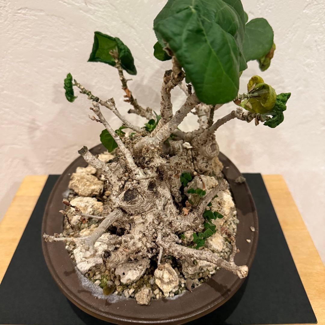 塊根植物 琉球盆栽 オオハマボウ 発根済 盆栽 盆栽風 大人気 鉢込み横21cm