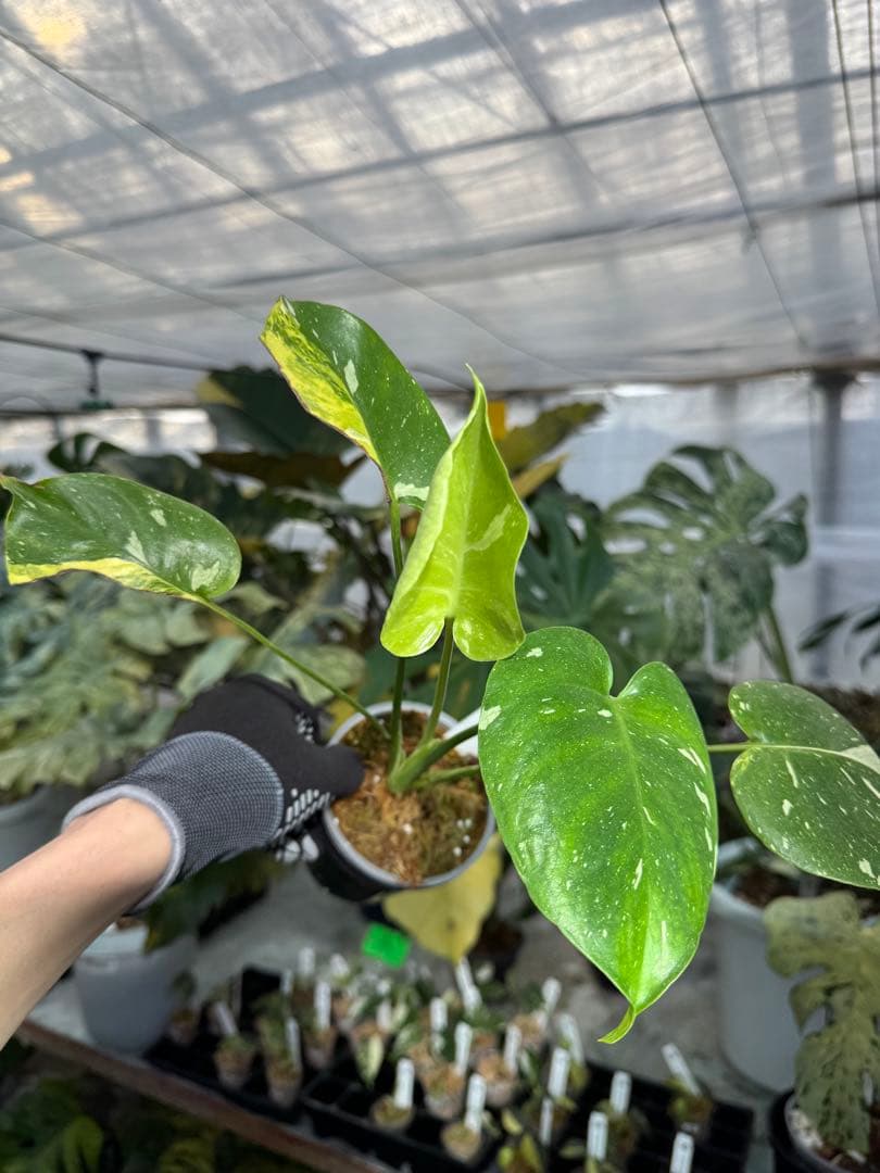 1モンステラ　ミラクル　タイコンステレーション