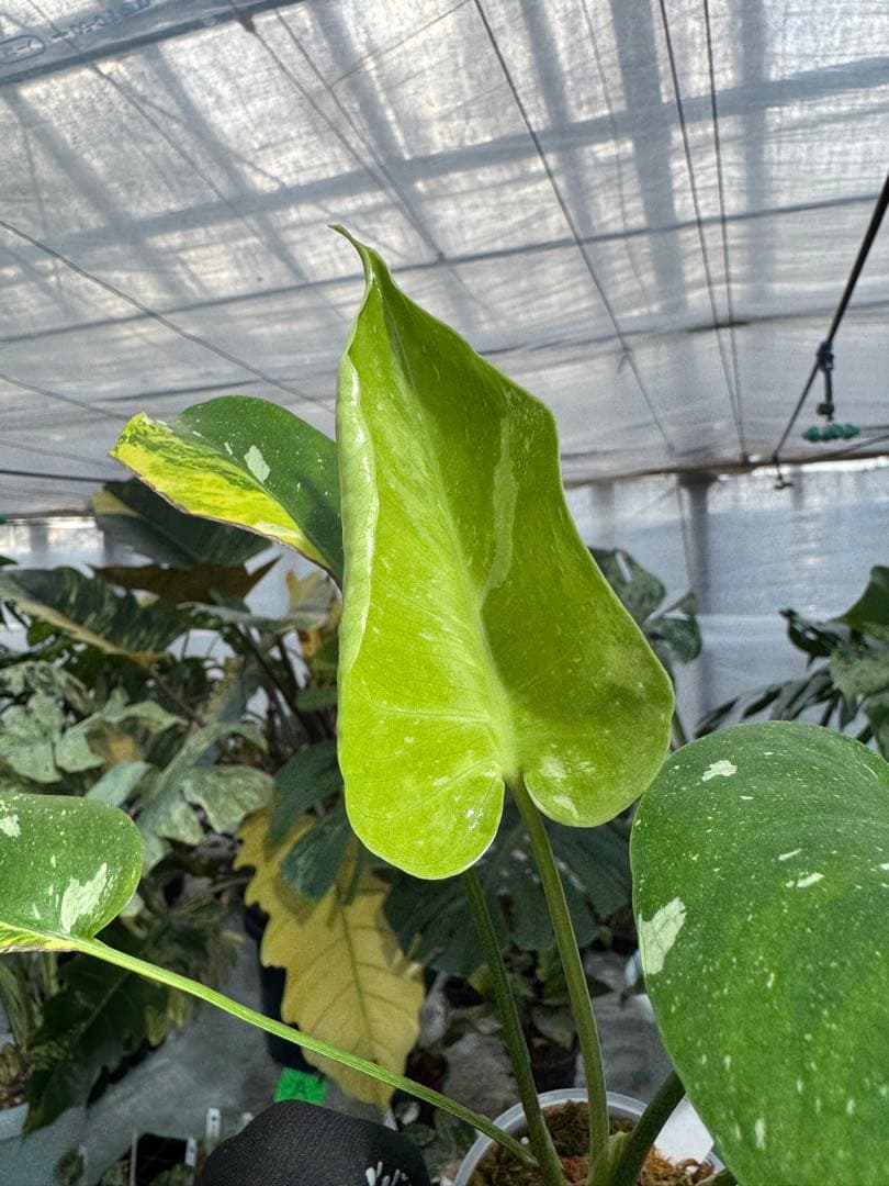 1モンステラ　ミラクル　タイコンステレーション