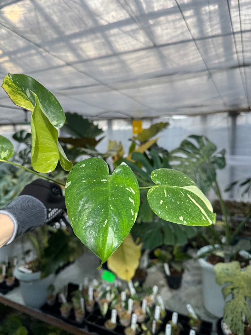 1モンステラ　ミラクル　タイコンステレーション