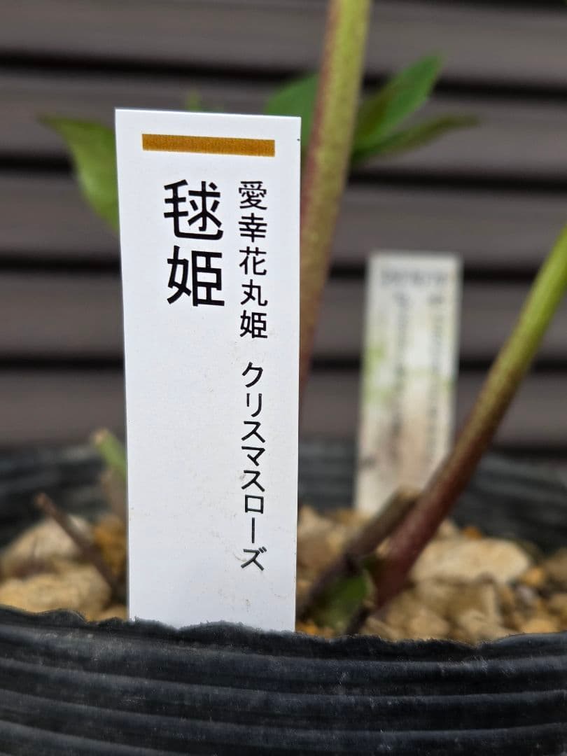 まい様お取り置き専用　加藤農園 認定　【毬姫】sd